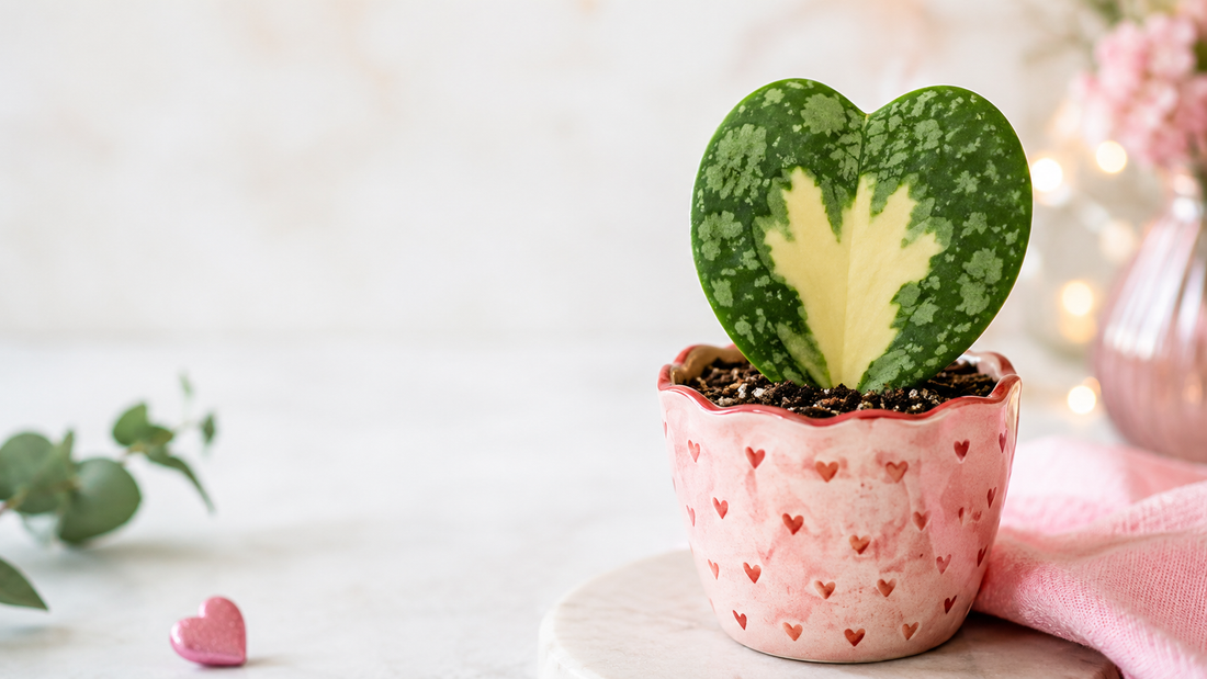 Why Won't My Cutting Root? 5 Real Reasons (and Fixes)