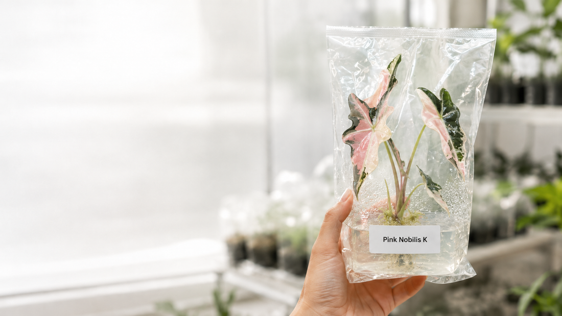 Tissue Culture Acclimation: From Flask to Shelf