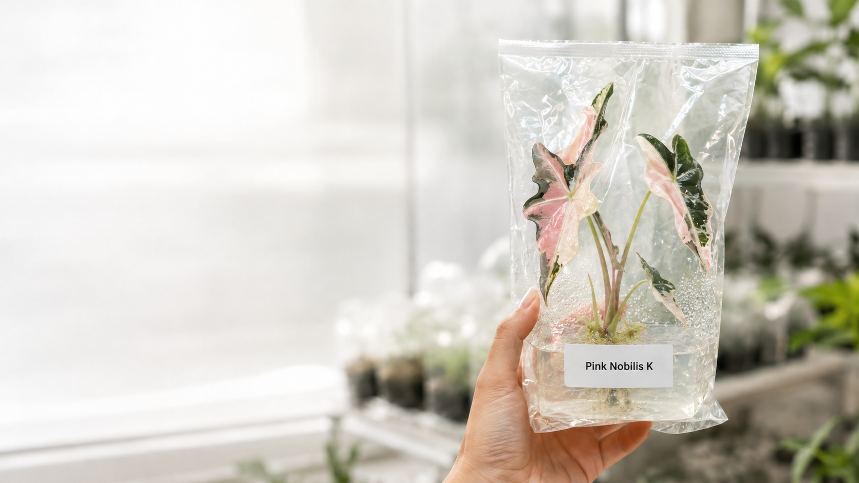 Tissue Culture Acclimation: From Flask to Shelf