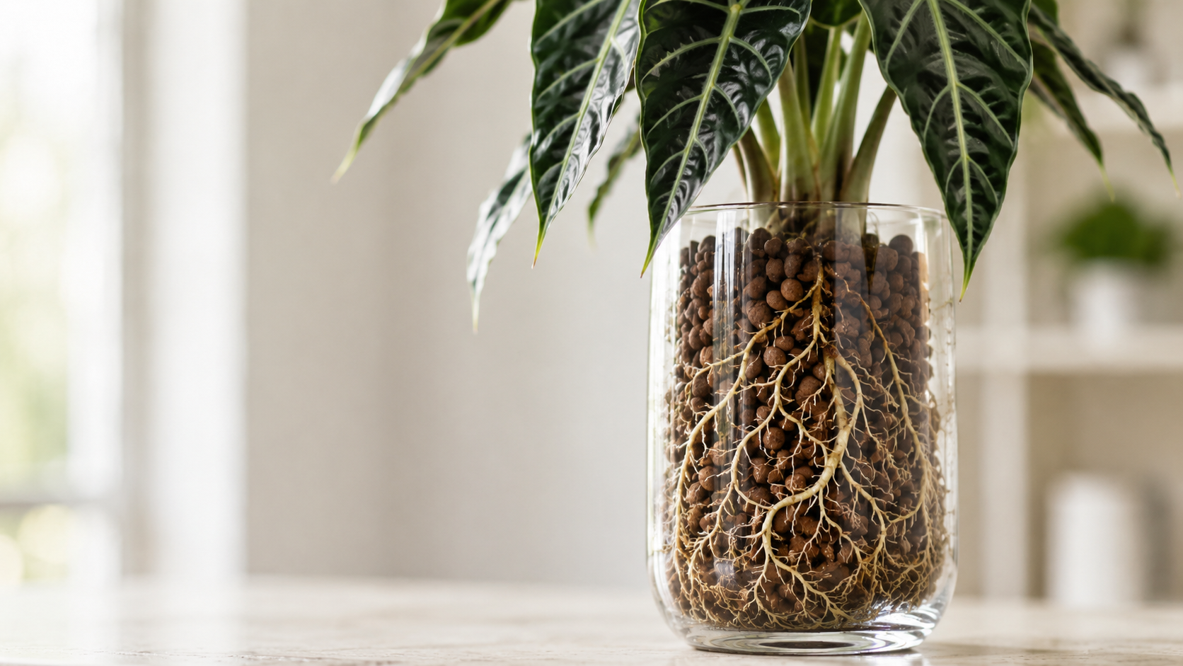 Semi-Hydro Transition: Two Ways to Move a Plant to Pon or LECA