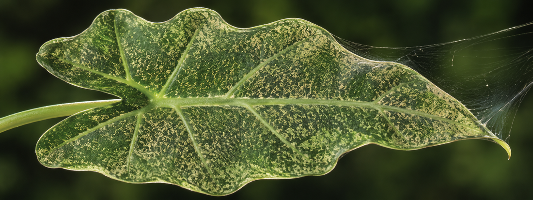 Spider Mites: The Pest That Doubles Every 3 Days
