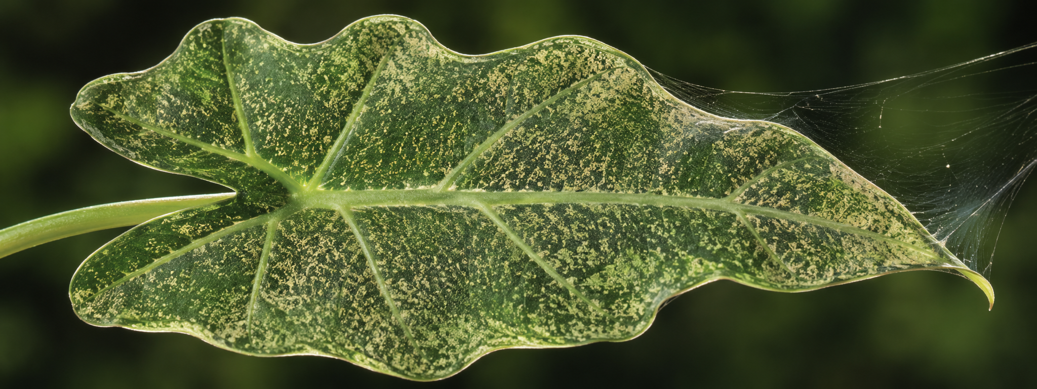 Spider Mites: The Pest That Doubles Every 3 Days