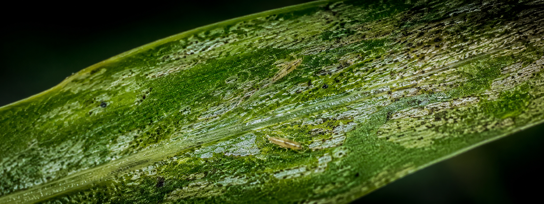 Thrips on Houseplants: Why You Have to Treat the Soil Too