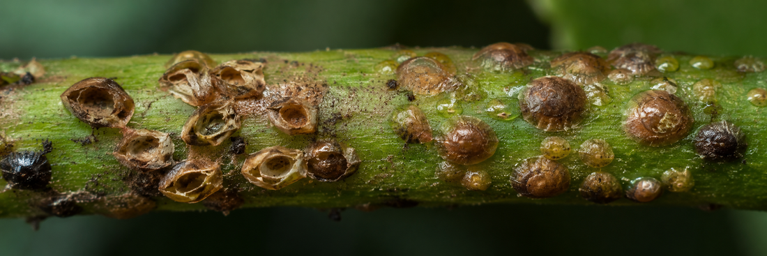 Scale on Houseplants: Why It Takes 3–4 Months to Clear