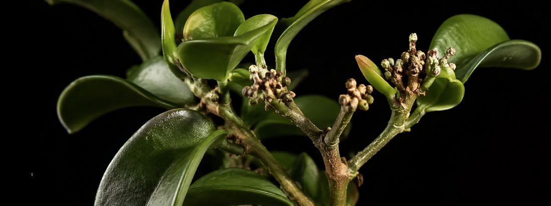 Broad Mites: The Invisible Pest Killing Your Hoyas