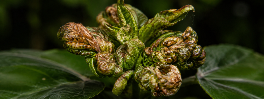10 Houseplant Pests, Treated the Right Way: The Complete PLC Series
