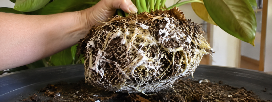 Root Mealybugs: The Hidden Pest Most People Never Find
