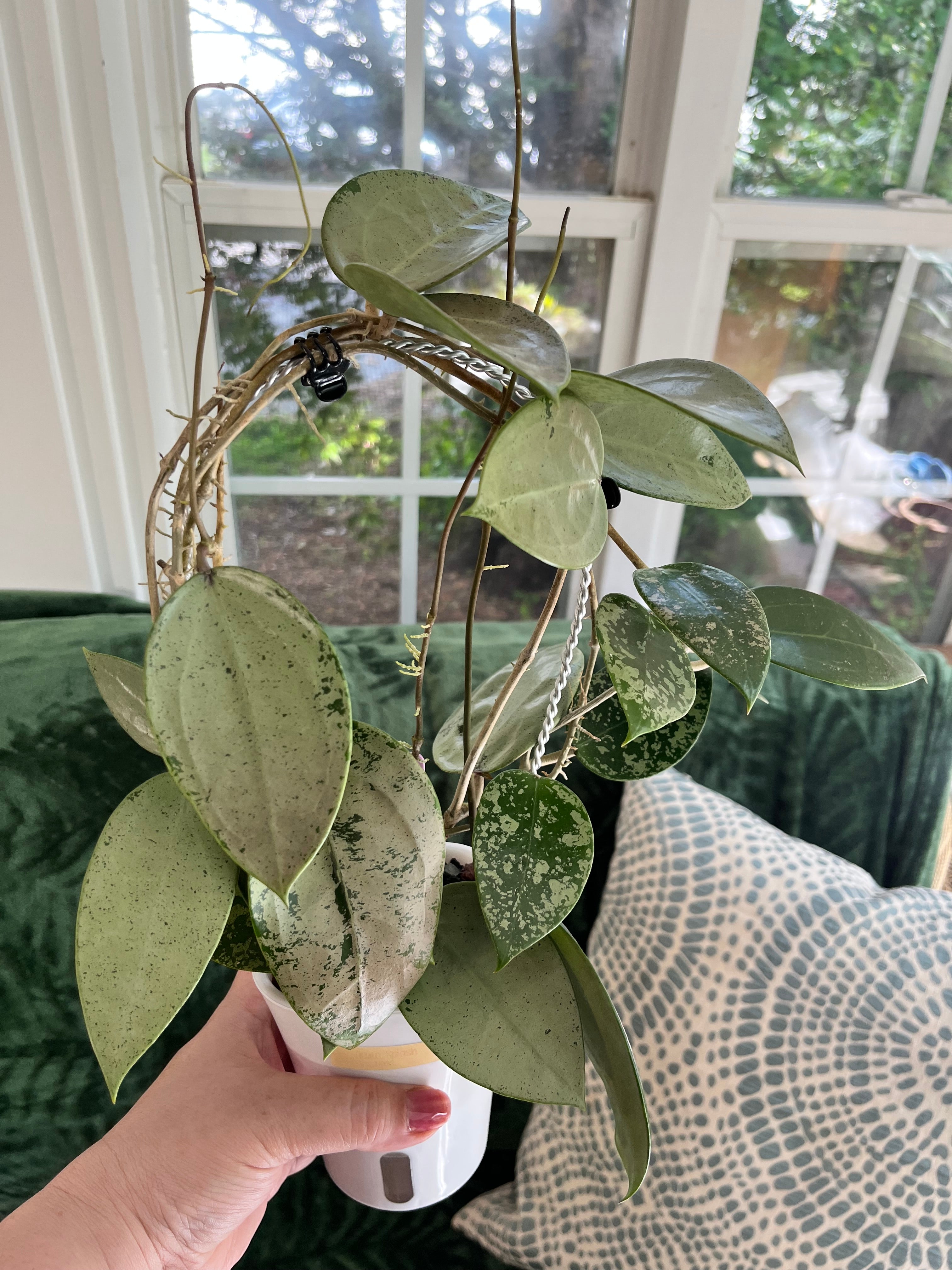 Twisted Wire Arch Trellis — Handmade Climbing Plant Support
