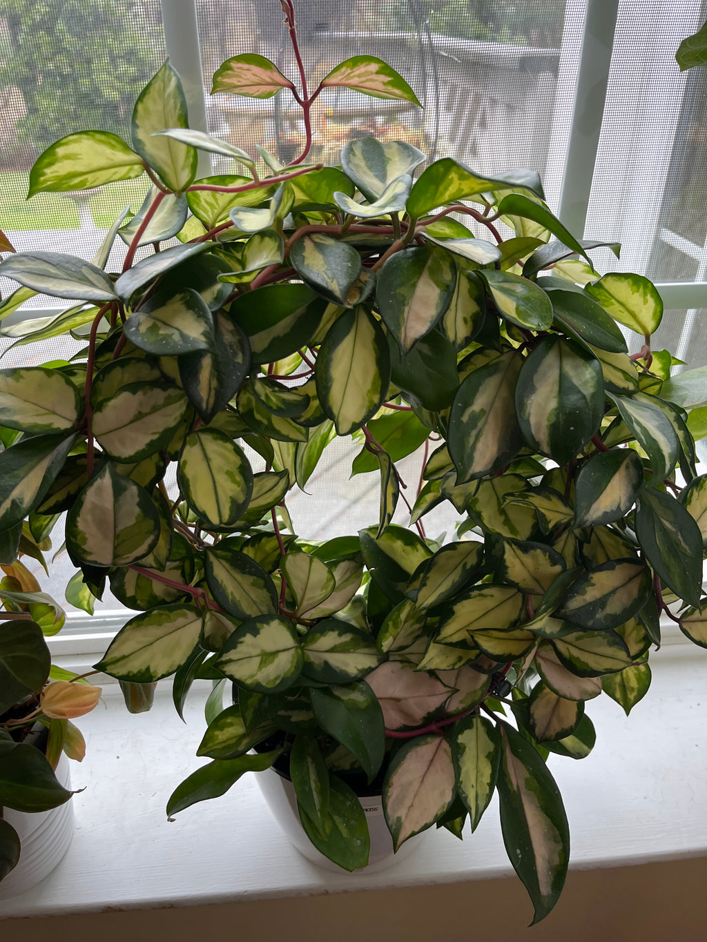 Twisted Wire Hoop Trellis — Handmade Vine & Climbing Plant Support