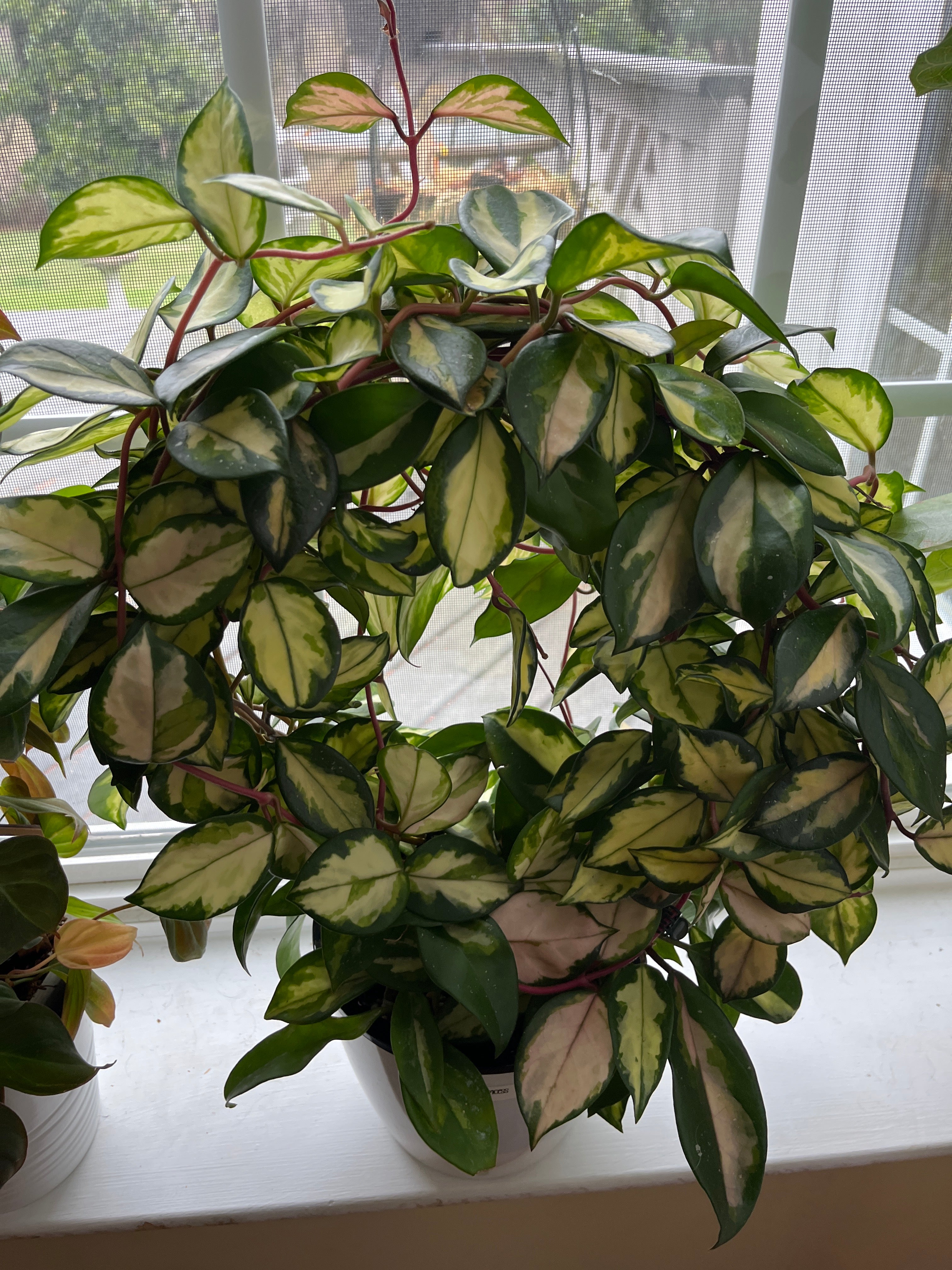 Twisted Wire Hoop Trellis — Handmade Vine & Climbing Plant Support